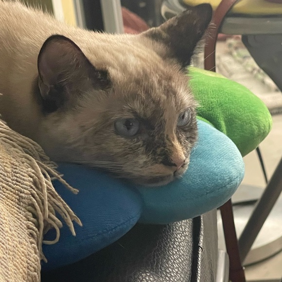 Meet your Posher, Meagan - Picture 4 of 4